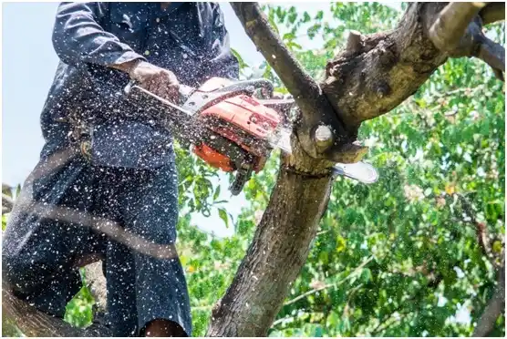 tree services Green River